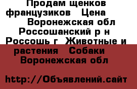 Продам щенков французиков › Цена ­ 20 000 - Воронежская обл., Россошанский р-н, Россошь г. Животные и растения » Собаки   . Воронежская обл.